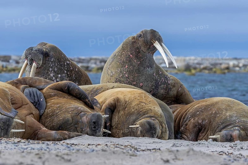 Atlantic walruses (Odobenus rosmarus) colony resting at terrestrial haulout / haul-out on beach along the coast of Svalbard / Spitsbergen in summer