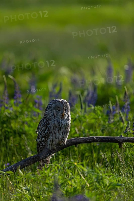 One Ural owl (Strix uralensis) sitting on a branch lying in a field of flowering lupines in late evening light