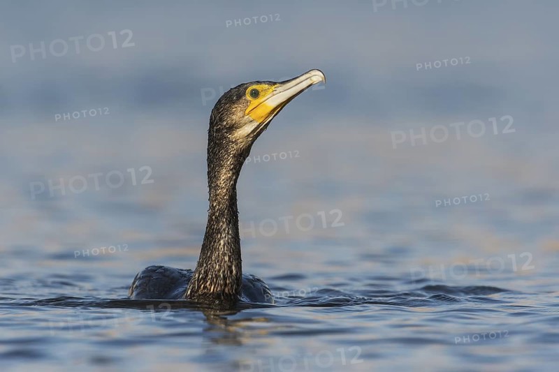 Great Cormorant (Phalacrocorax carbo), Eilat, Israel