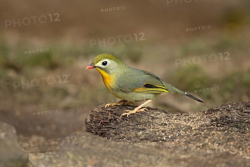 Red-billed Leiothrix (Leiothrix lutea), Yunnan, China