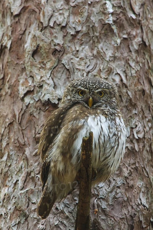 Eurasian Pygmy Owl (Glaucidium passerinum) female, Bavaria, Germany