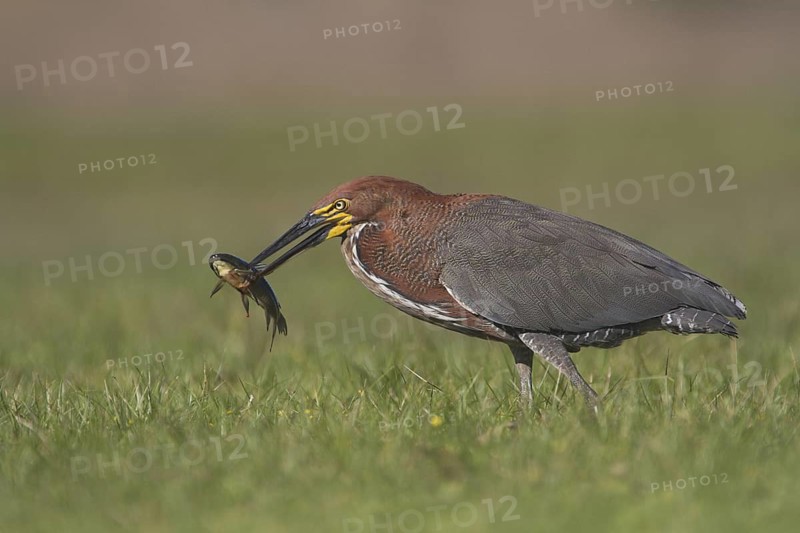 A Rufescent Tiger Heron with a catfish in front of Estancia Rincon del Socorro in Argentina