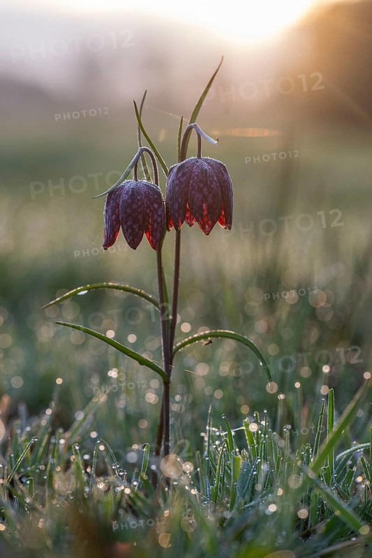 Snake's Head Fritillary (Fritillaria meleagris), Emsland, Lower Saxony, Germany