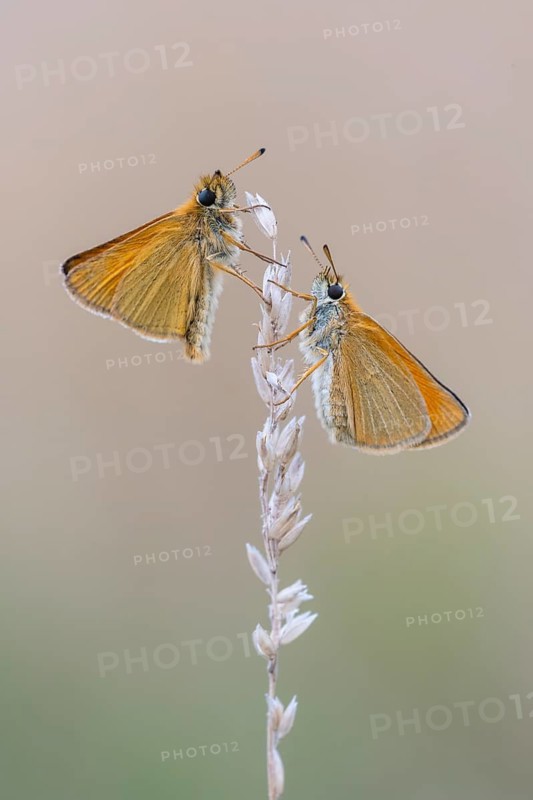Large skipper (Ochlodes sylvanus), Ahlhorn, Lower Saxony, Germany