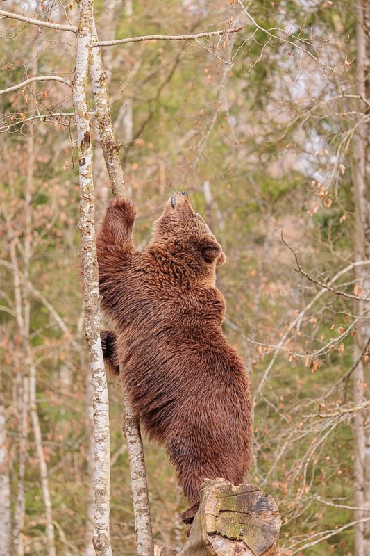 A young male Eurasian brown bear (Ursus arctos arctos) stands tall on a rotten tree lying on the ground to get closer to a common raven sitting above him
