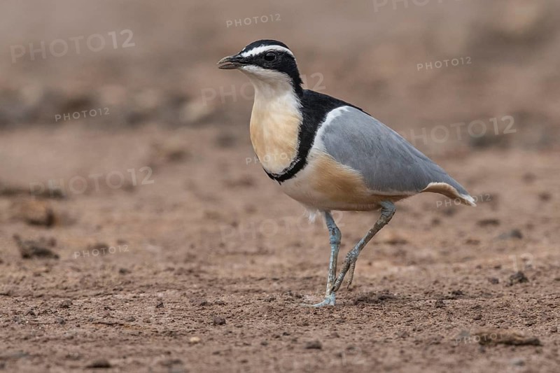 Egyptian Plover (Pluvianus aegyptius), Gambia