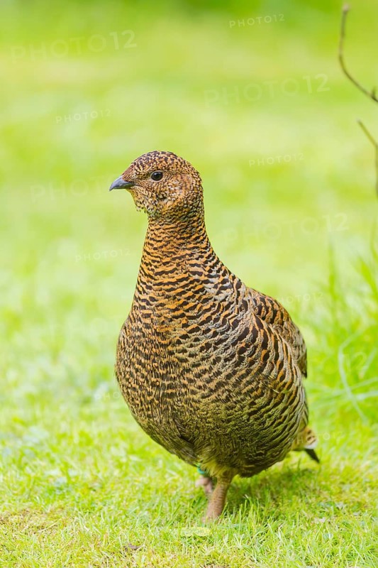 A female Black Grouse (Tetrao tetrix) stands on a green meadow
