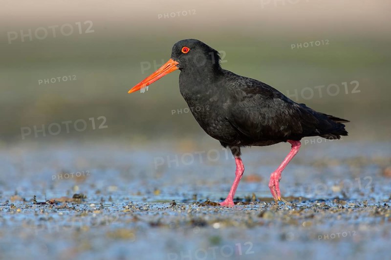 Sooty Oystercatcher (Haematopus fuliginosus) foraging, South Australia, Australia