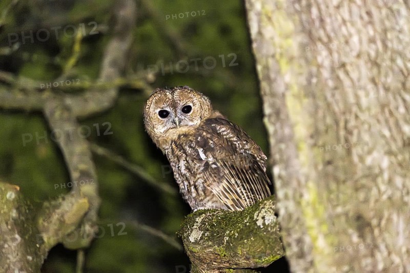 Tawny owl (Strix aluco), Westend Nord, Frankfurt am Main, Hesse, Germany