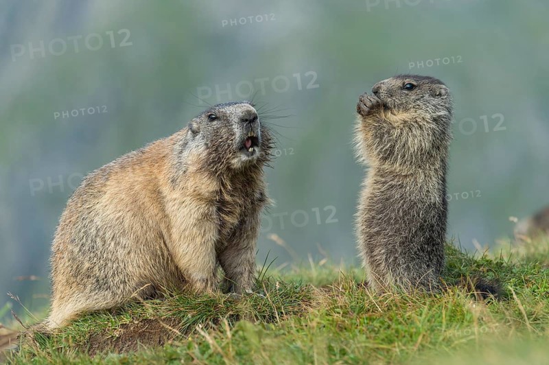 Alpine Marmot (Marmota marmota) adult with young, High Tauern National Park, Carinthia, Austria