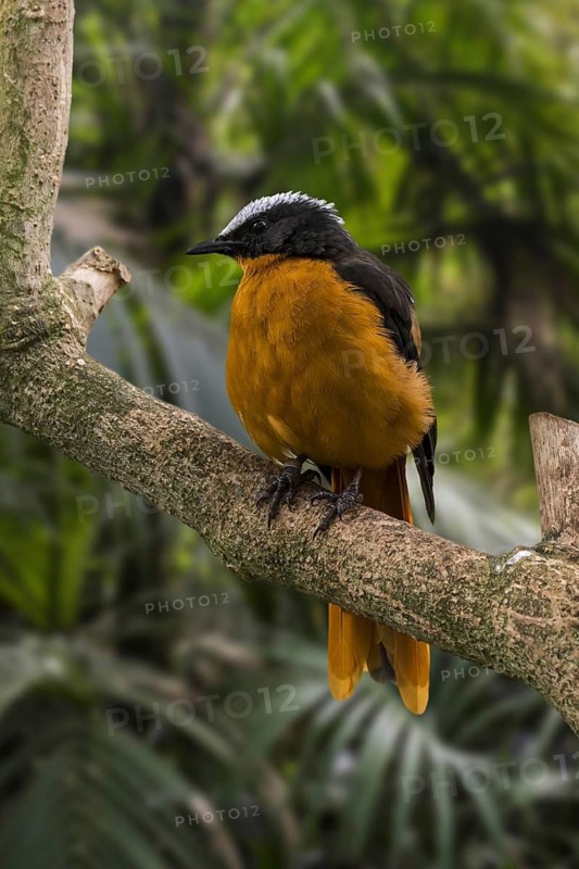 Snowy-crowned robin-chat (Cossypha niveicapilla), snowy-headed robin-chat perched in tree, native to tropical forests in Africa