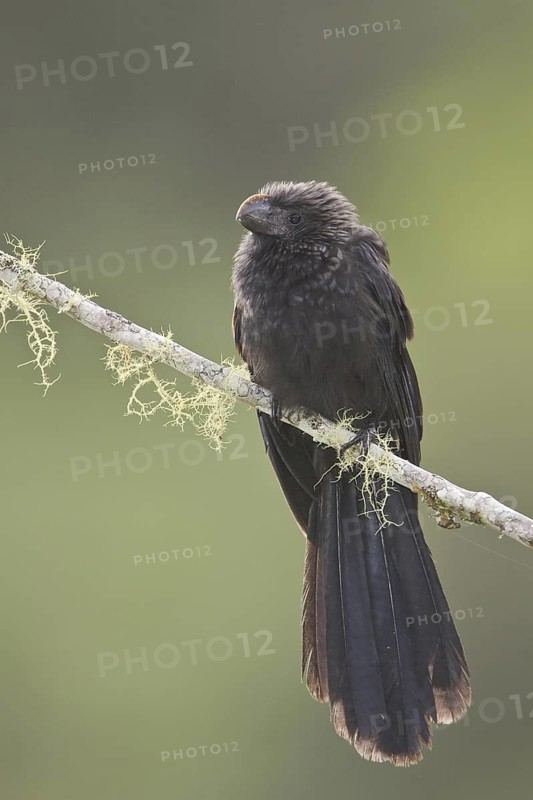 Smooth-billed Ani (Crotophaga ani), Ecuador