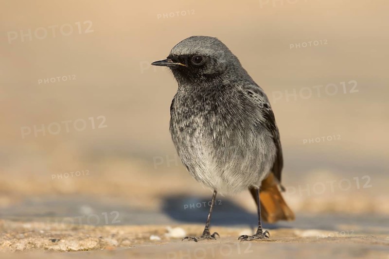Black Redstart - Hausrotschwanz - Phoenicurus ochruros ssp. gibraltariensis, Spain, adult male