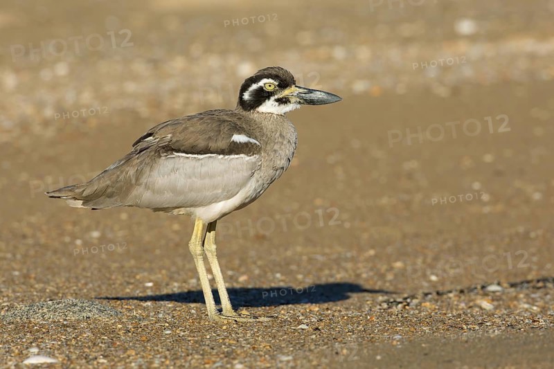 Beach Stone-curlew (Esacus magnirostris), Queensland, Australia