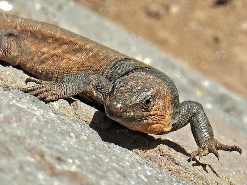 Gran Canaria giant lizard (Gallotia stehlini)