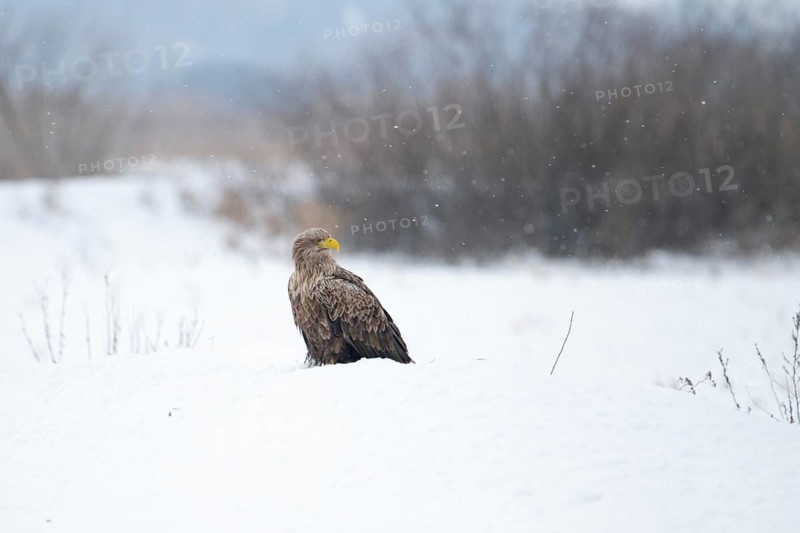 White-tailed eagle (Haliaeetus albicilla), adult white-tailed eagle sitting on the ground in a forest clearing in winter, Podlaskie Voivodeship, Poland