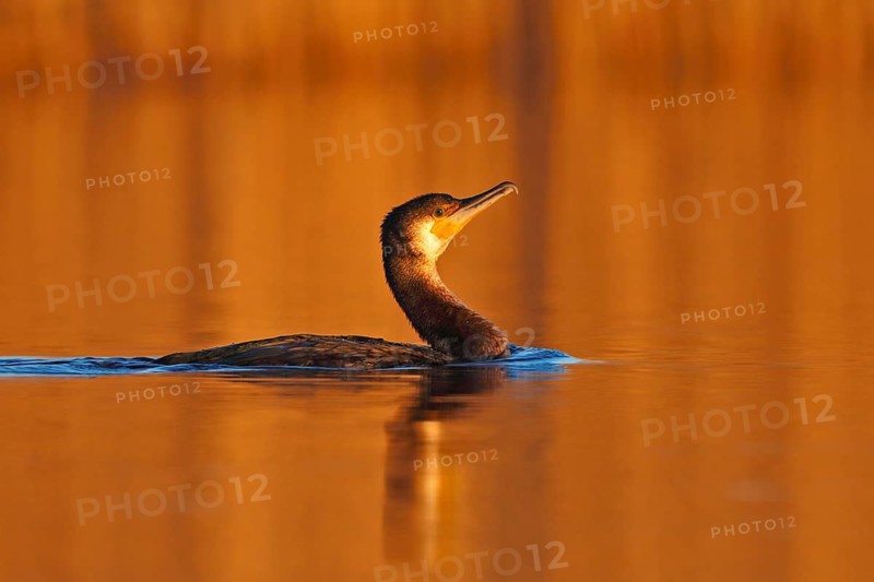 Great Cormorant (Phalacrocorax carbo) in the morning light, Mecklenburg-Western Pomerania, Germany