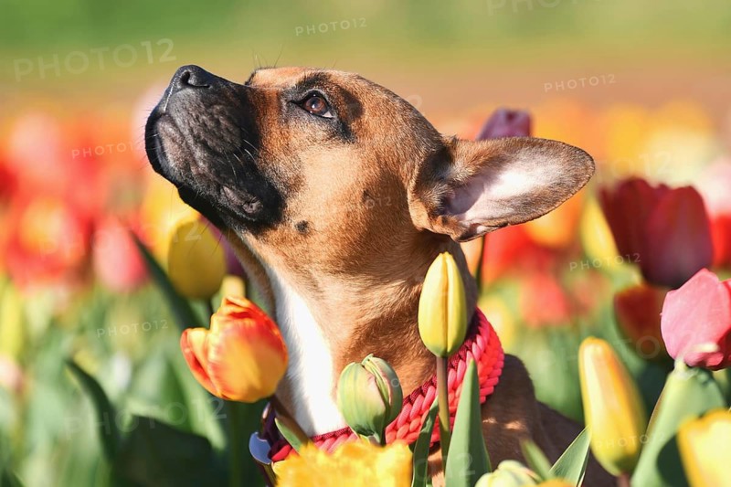 Brown mixed breed dog with woven paracord collar sitting in a colorful spring flower tulip field