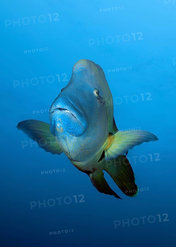 Napoleon wrasse (Cheilinus undulatus) front view, Great Barrier Reef, Unesco World Heritage Site, Coral Sea, Coral Sea, Pacific Ocean, Cairns, Queensland, Australia