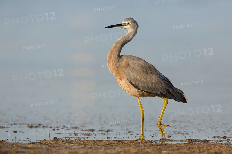 White-faced Heron (Egretta novaehollandiae), Victoria, Australia