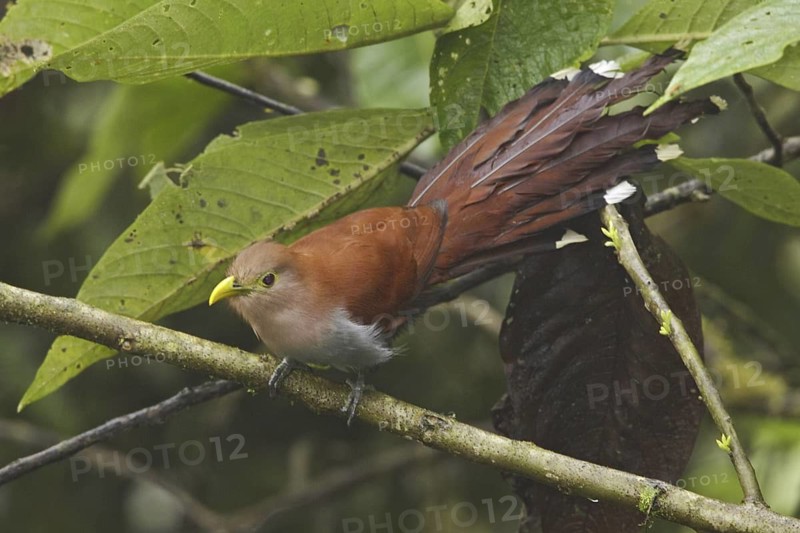 Squirrel Cuckoo (Piaya cayana), Ecuador