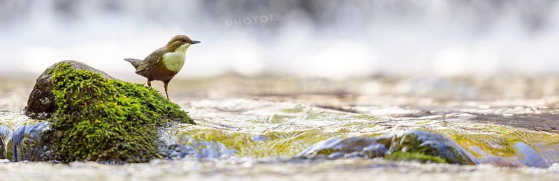 White-throated Dipper, (Cinclus cinclus), foraging at a mountain stream, animals, birds, blackbirds, biotope, habitat, Slovenska Bistrica area, Slovenska Bistrica, Podravska, Slovenia
