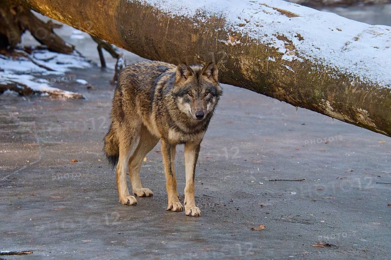 A single wolf standing next to a fallen tree trunk on a patch of ice, winter, wolf (Canis lupus), Germany
