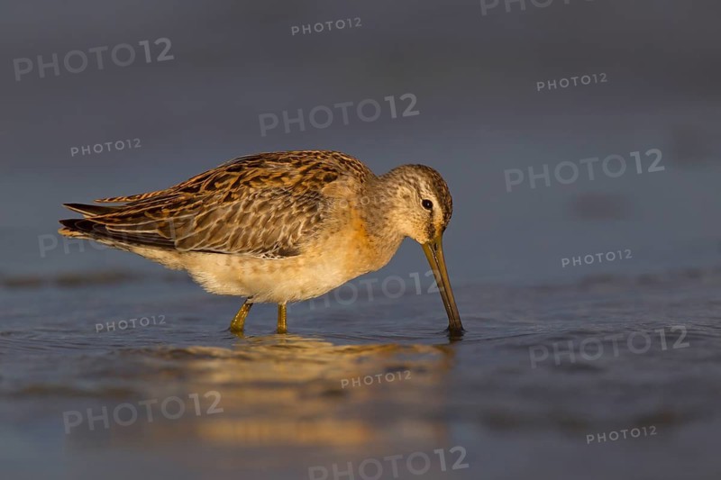 Short-billed Dowitcher (Limnodromus griseus), Ohio, USA