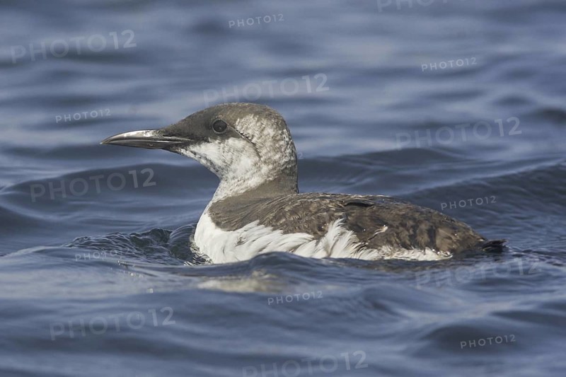 Common Murre (Uria aalge), Newfoundland, Canada