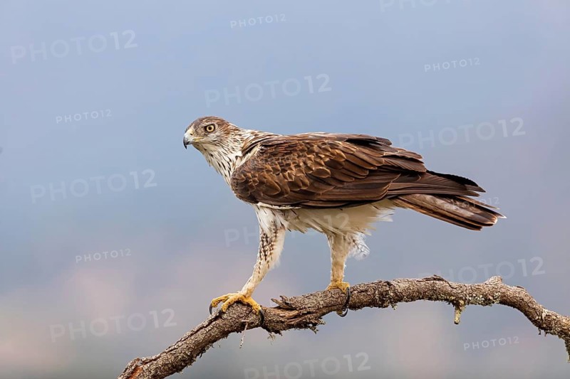 Bonelli's eagle, (Hieraaetus fasciatu), animals, birds, birds of prey, hawk family, perch, biotope, habitat, Sierra de San Pedro, Herreruela, Extremadura, Spain