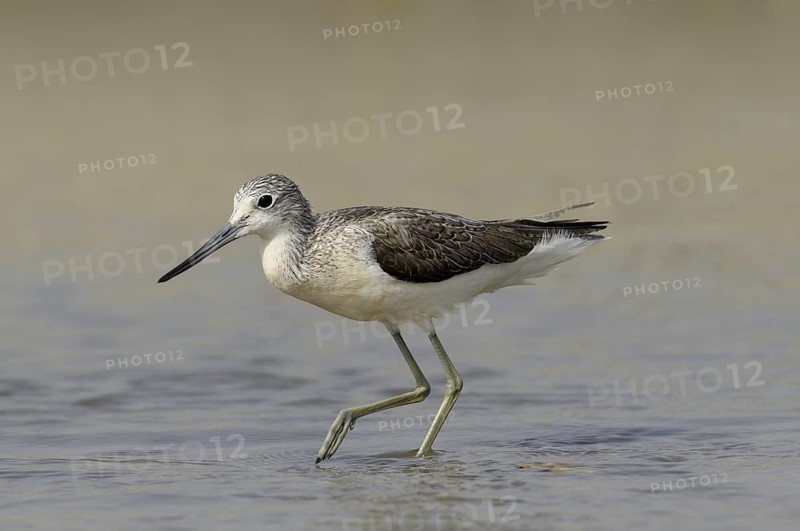 Common Greenshank (Tringa nebularia), Gambia