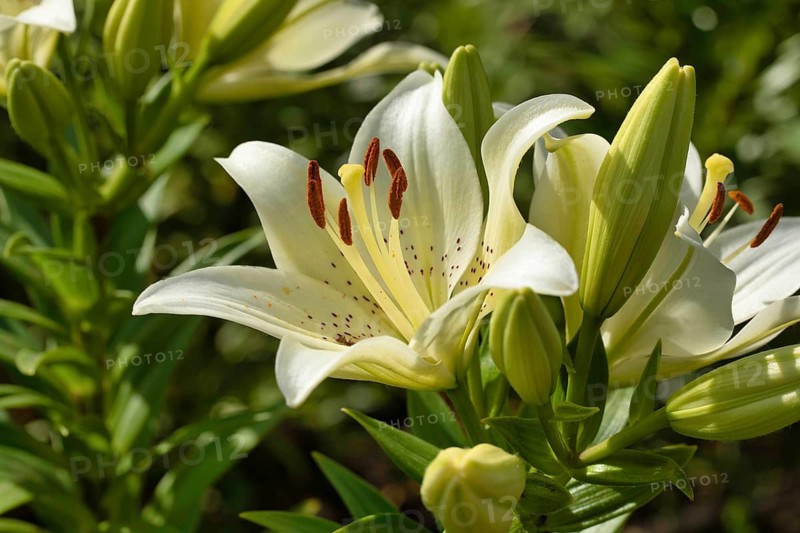 Lily in a garden. Krasnodar. Russia