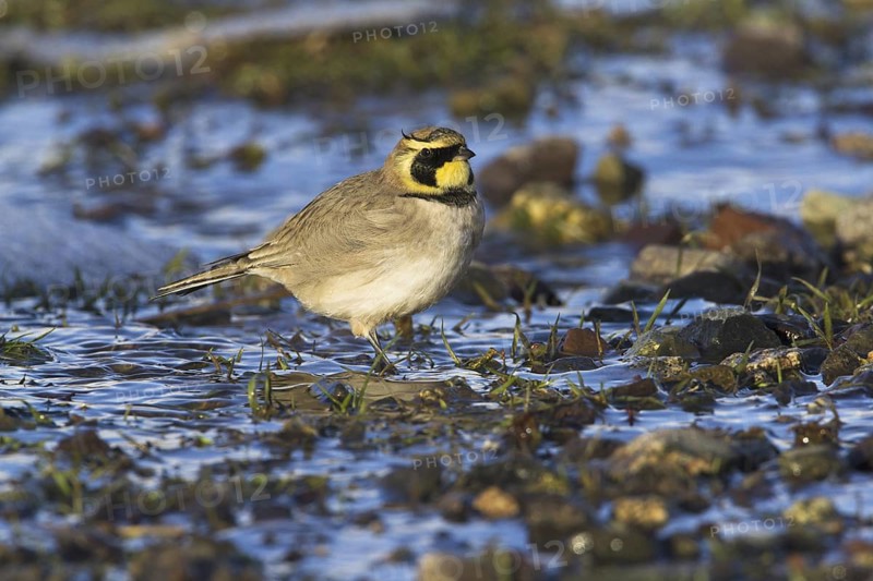 Horned Lark (Eremophila alpestris), Morocco