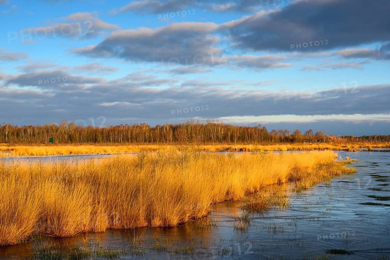 Wide, wintry Goldenstedt moor with pipe grass in the evening light, Goldenstedt, Lower Saxony, Germany