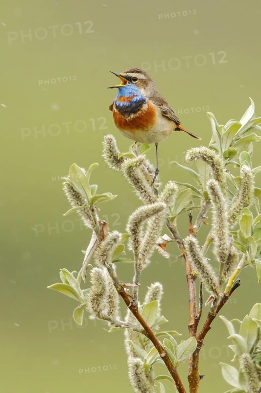 Bluethroat (Luscinia svecica) perched on a branch in Nome, Alaska