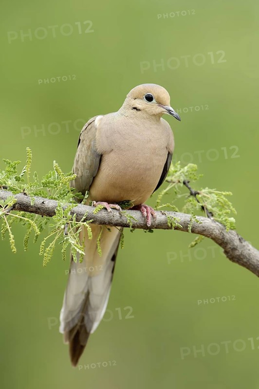 Mourning Dove (Zenaida macroura), Texas, USA