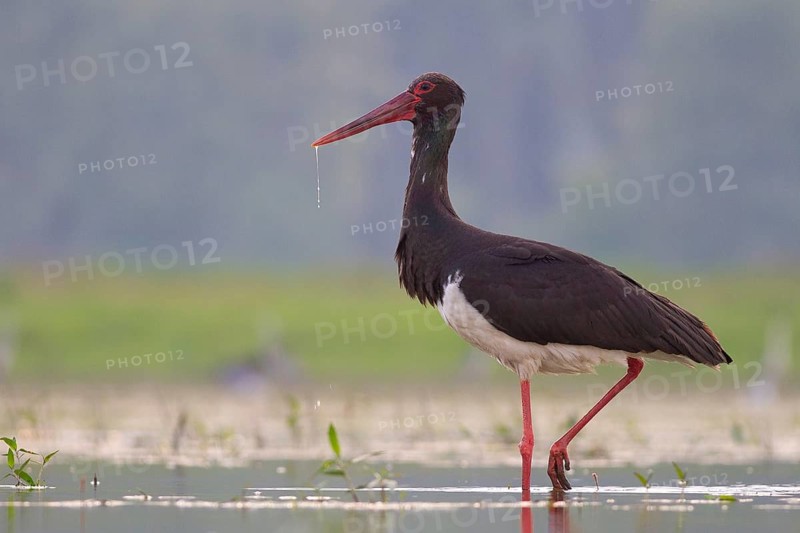 Black Stork (Ciconia nigra) foraging, Tiszaalpár, Hungary