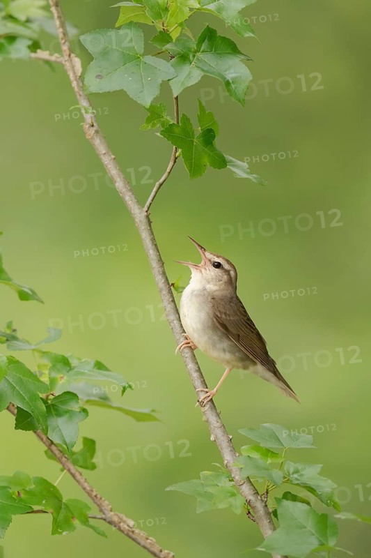 Swainson's Warbler (Limnothlypis swainsonii) singing from a branch, Texas, USA