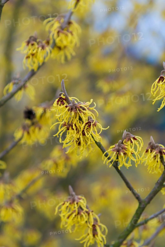 Hamamelis × intermedia 'Arnold Promise', Cambridge Botanical Garden, Germany