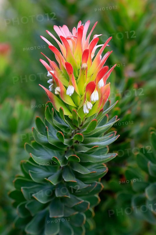 Protea Mimetes cucullatus (Mimetes cucullatus), flower, flowering, silver tree plant, Kirstenbosch Botanical Gardens, Cape Town, South Africa