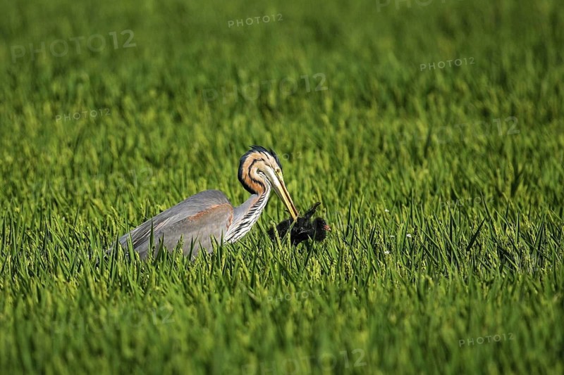 Purple Heron (Ardea purpurea) with Common Moorhen (Gallinula chloropus) chick prey, Ebro Delta, Spain