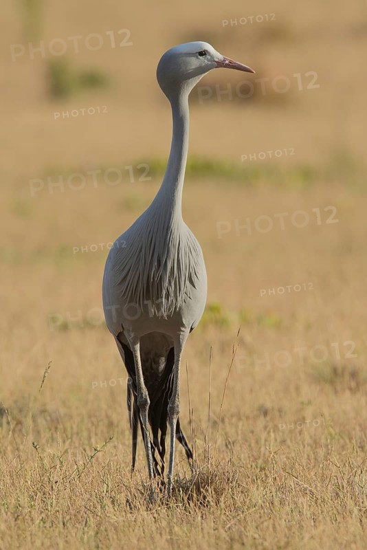 Blue Crane (Grus paradisea), South Africa
