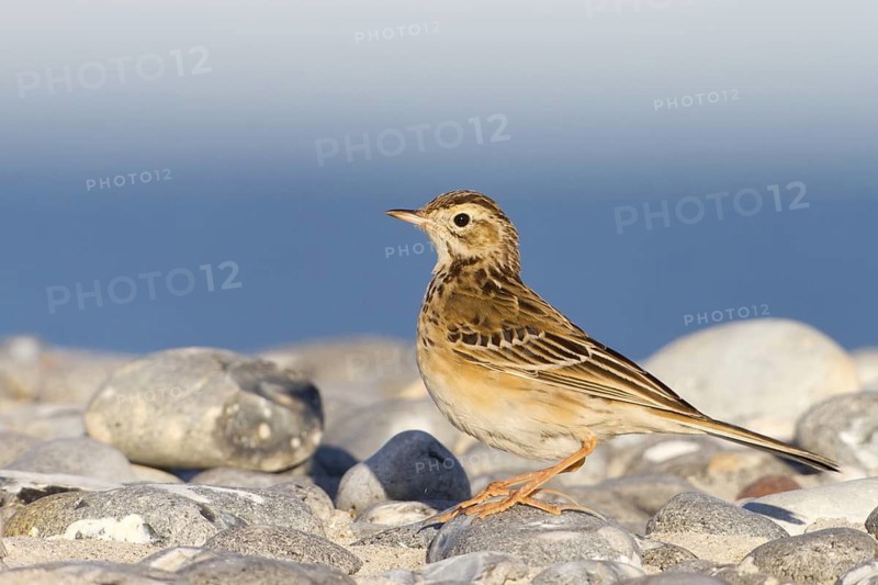 Richard's Pipit (Anthus richardi), Schleswig-Holstein, Germany