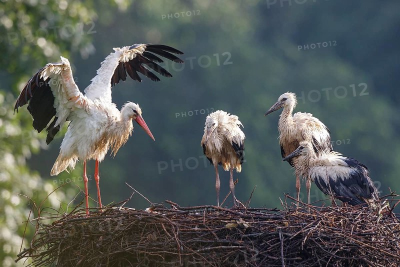 White Stork (Ciconia ciconia) with juveniles in nest after a heavy rain shower, North Rhine-Westphalia, Germany