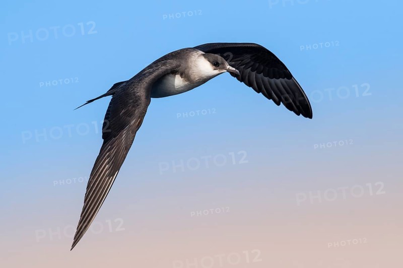 Parasitic Jaeger (Stercorarius parasiticus) flying, Eilat, Israel