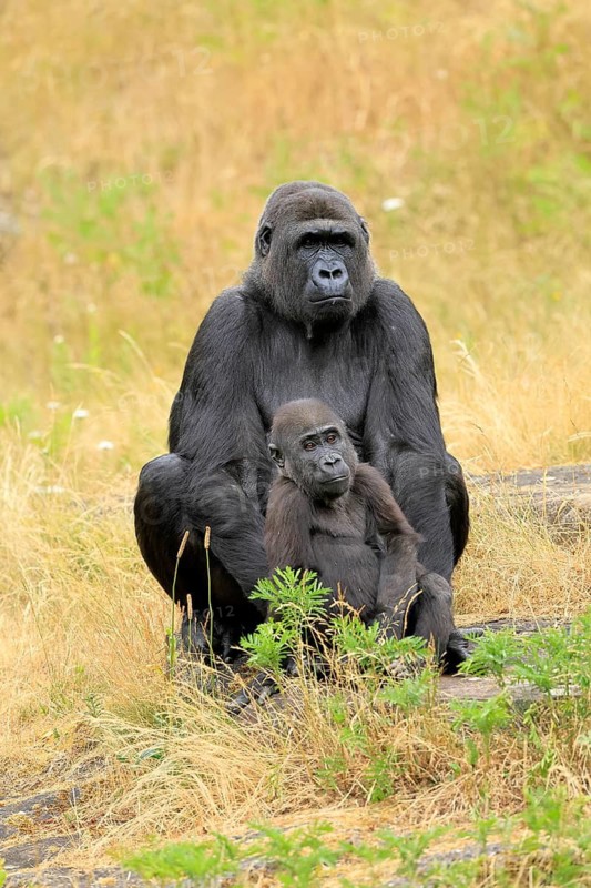 Western gorilla (Gorilla gorilla), adult, female, with young, sitting, on ground