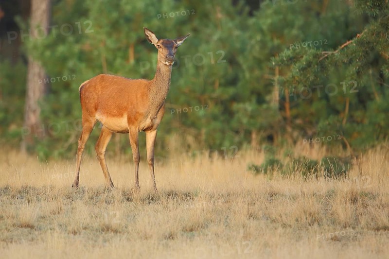 Female red deer (Cervus elaphus), De Hoge Veluwe National Park, Gelderland, Netherlands