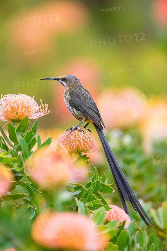 Cape sugarbird (Promerops cafer), Harold Porter National Botanical Gardens, Betty's Bay, Western Cape, South Africa