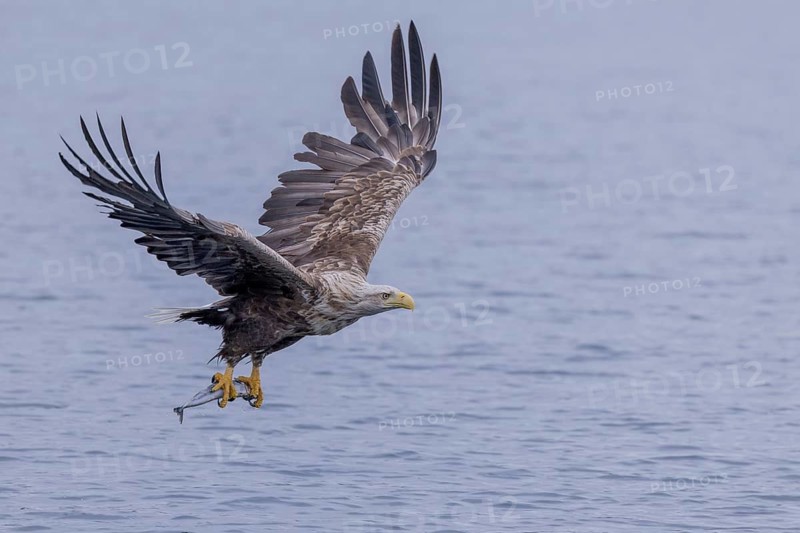 White-tailed eagle (Haliaeetus albicilla), hunting, Vesteralen, Norway