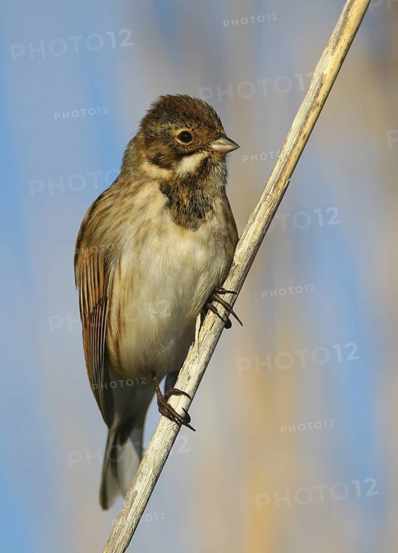 Common Reed Bunting (Emberiza schoeniclus), Lisbon, Portugal